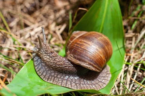 Big snail crawls on a leaf Stock Photos