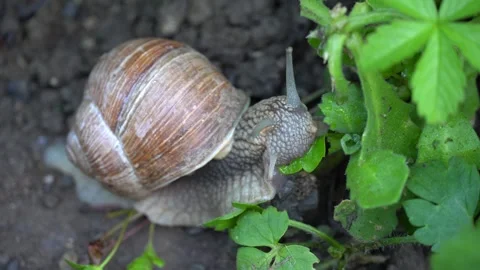 Big snail eating Stock Footage 246675341