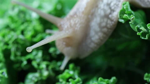 Big snail eats a leaf, macro Video stock 127373678
