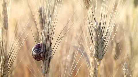 Big snail Stock Footage 75765328