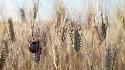 Big snail Stock Footage 75765329