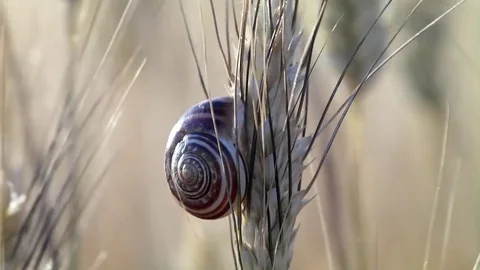 Big snail Stock Footage 75765335