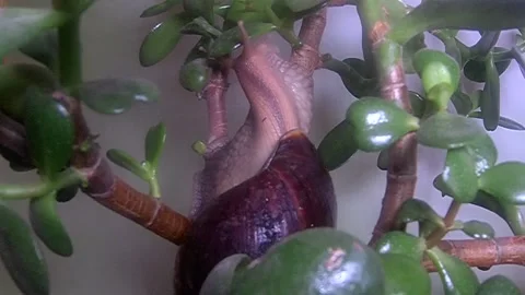 Big snail Stock Footage 158020837