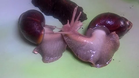 Big snail Stock Footage 158021177