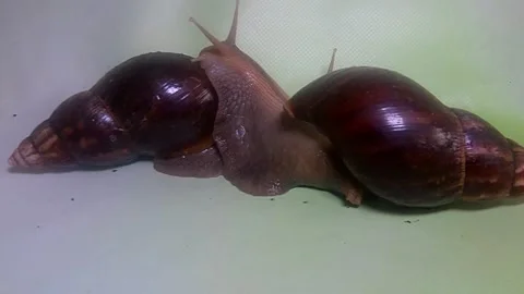 Big snail Stock-Footage 158021727