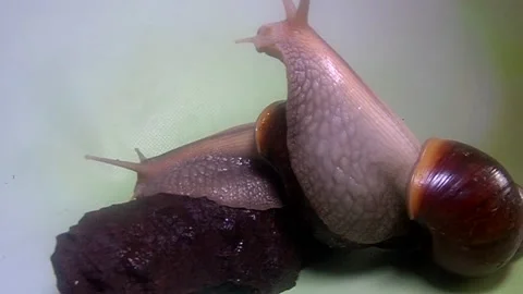 Big snail Stock Footage 158021775