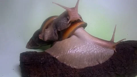 Big snail Stock Footage 158021778