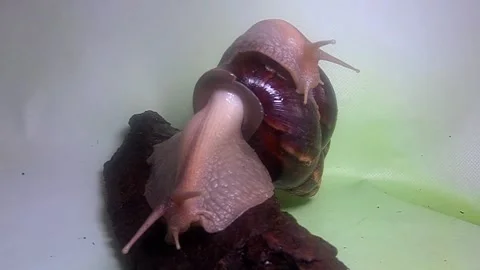 Big snail Stock Footage 158022013