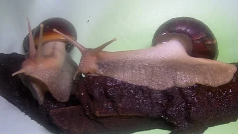 Big snail Stock Footage 158022110