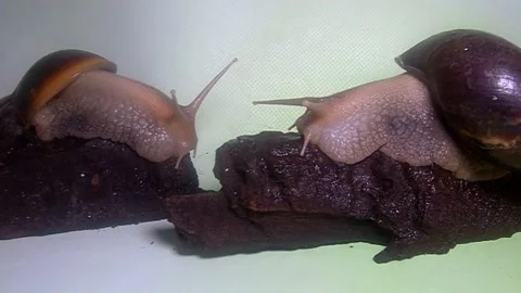 Big snail Stock Footage 158022113