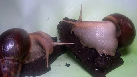 Big snail Stock Footage 158022253