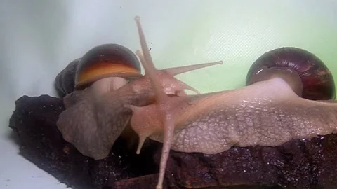 Big snail Stock Footage 158022257