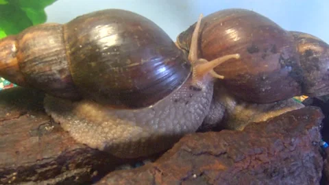 Big snail Stock Footage 163975057