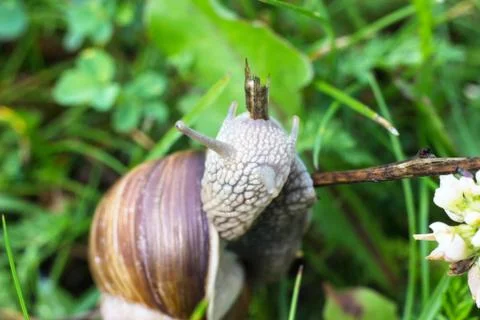 Big snail in the grass, macro photography, cochlea Stock Photos