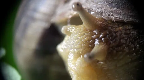 Big snail on a green leaf Stock Footage
