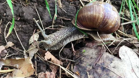 Big snail in its natural environment Stock Footage 65024864