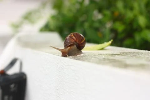 Big snail macro view Stock Photos