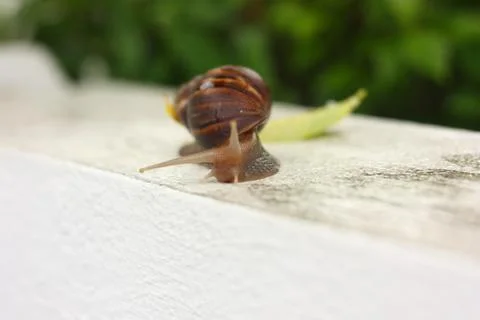 Big snail macro view Stock Photos
