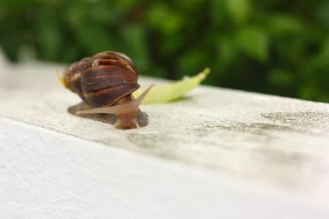 Big snail macro view Stock Photos