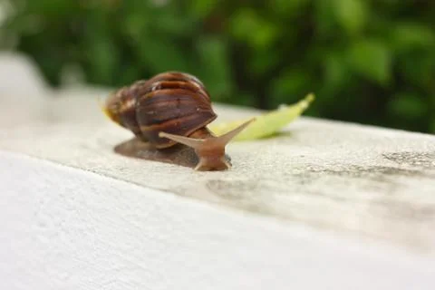 Big snail macro view Stock Photos