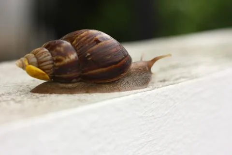 Big snail macro view Stock Photos