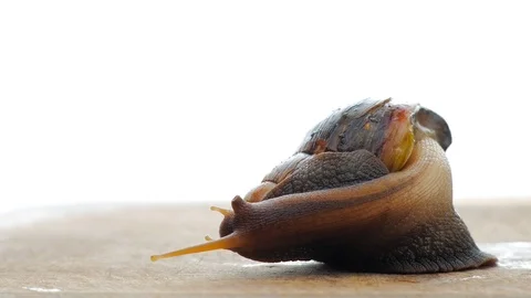 Big snail mooving slowly Stock Footage 87195337