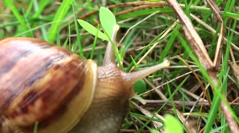 Big snail is moving and try to eat grass. Stock Footage 44065762