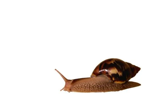 Big snail Stock Photos