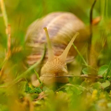 A big snail Stock Photos