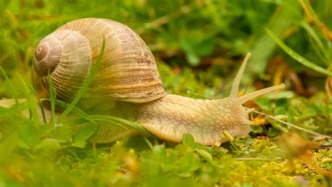 A big snail Stock Photos