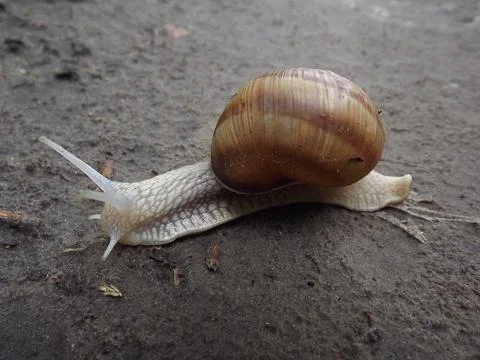 Big snail Stock Photos