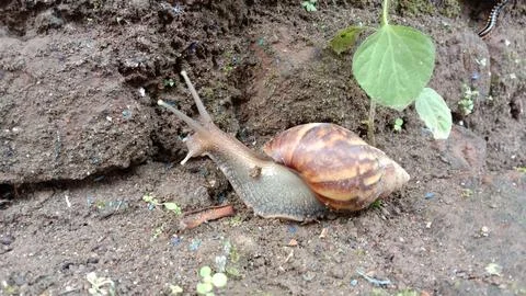 Big snail Stock Photos