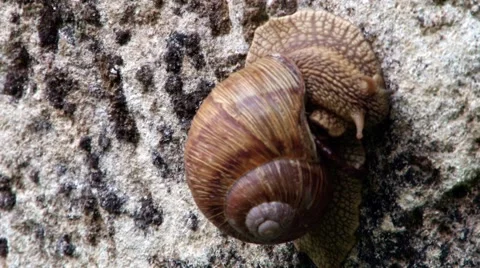 Big Snail on Rock Stock Footage 46111228