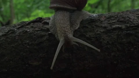 Big snail in a shadow Stock Footage 77208965
