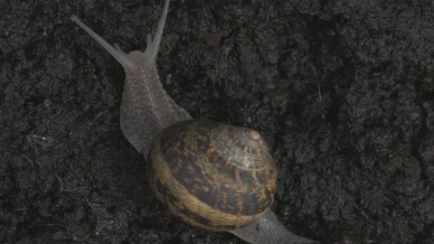 Big snail in shell crawling on the dirt in the morning Video stock 211805191