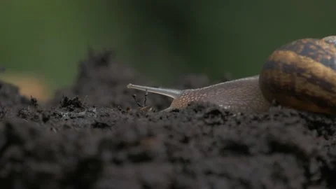 Big snail in shell crawling on the dirt in the morning Stock Footage 211805435