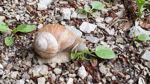 Big snail in shell crawling on the floor Stock Footage 161781201