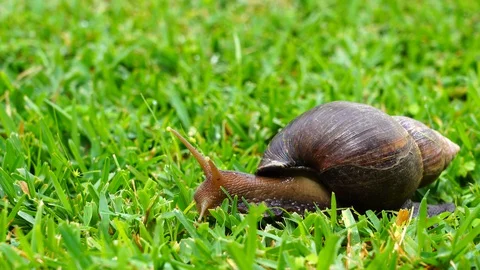 Big snail in shell crawling on grass, summer day in garden, Tanzania, Africa Stock Footage 127667492