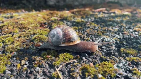 Big snail in shell crawling on road Stock Footage 154591847