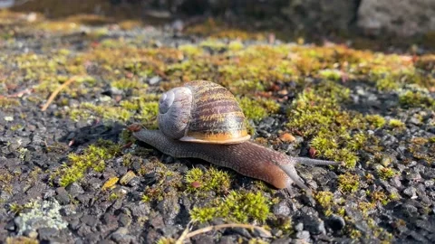 Big snail in shell crawling on road Stock Footage 154595936