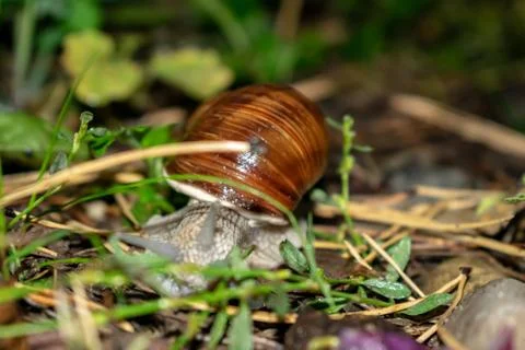 Big snail in shell crawling on road, summer day in garden Stock Photos