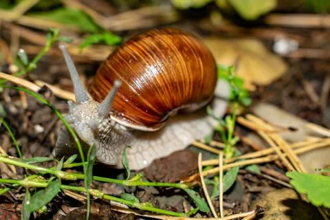 Big snail in shell crawling on road, summer day in garden Stock Photos