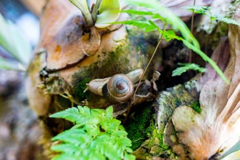 Big snail in shell crawling on road, summer day in garden Stock Photos