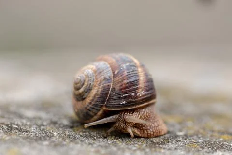 Big snail in shell crawling on road, summer day. Slug close up Stock Photos