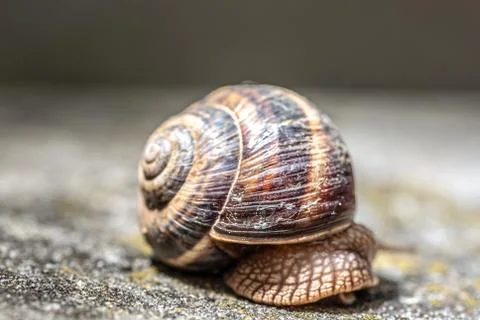 Big snail in shell crawling on road, summer day. Slug close up Stock Photos