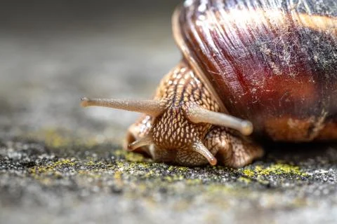 Big snail in shell crawling on road, summer day. Slug close up Stock Photos