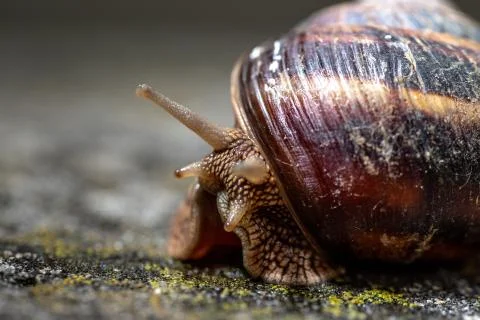 Big snail in shell crawling on road, summer day. Slug close up Foto stock
