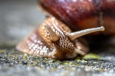 Big snail in shell crawling on road, summer day. Slug close up 스톡 사진