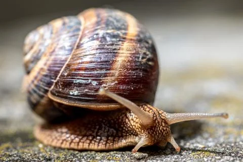 Big snail in shell crawling on road, summer day. Slug close up Stock Photos