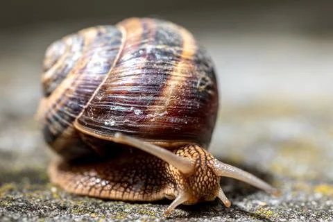 Big snail in shell crawling on road, summer day. Slug close up Stock Photos